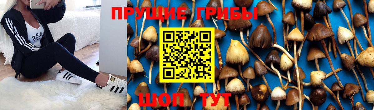 Галлюциногенные грибы MAGIC MUSHROOMS  Вход с VPN  сколько стоит  Новосибирск 